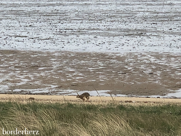 Amrum - Rundwanderung Steenodder Kliff 4 Amrum