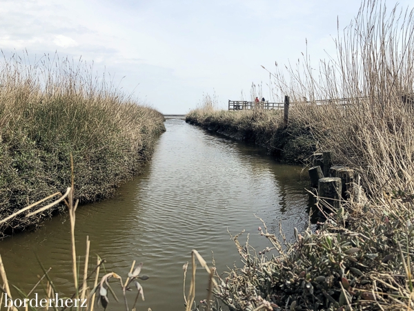 Amrum - Rundwanderung Steenodder Kliff 2 Amrum Wattenmeer