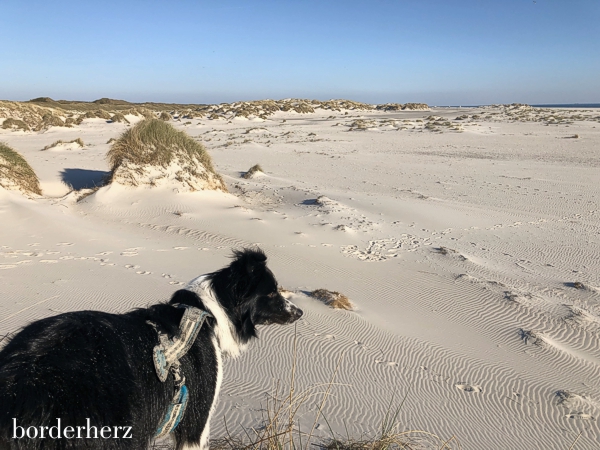 Amrum mit Kind und Hund 4 Amrum Hund