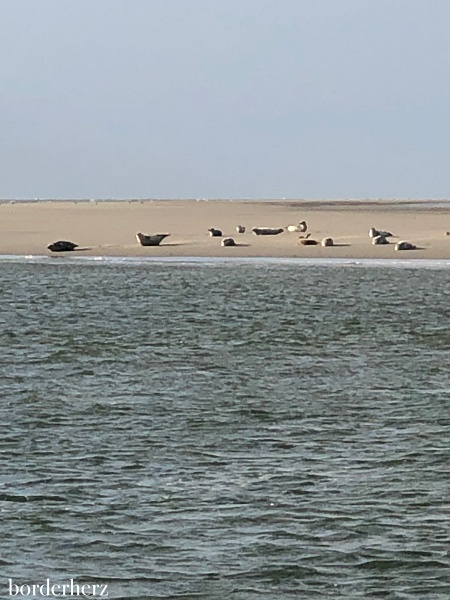 Borkum sehen, erleben, fühlen, schmecken 9 Seehunde Borkum