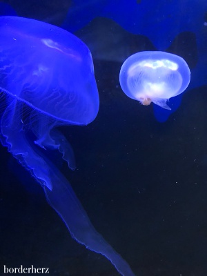 Borkum sehen, erleben, fühlen, schmecken 25 Nordsee Aquarium Borkum