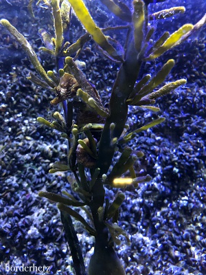 Borkum sehen, erleben, fühlen, schmecken 23 Nordsee Aquarium Borkum